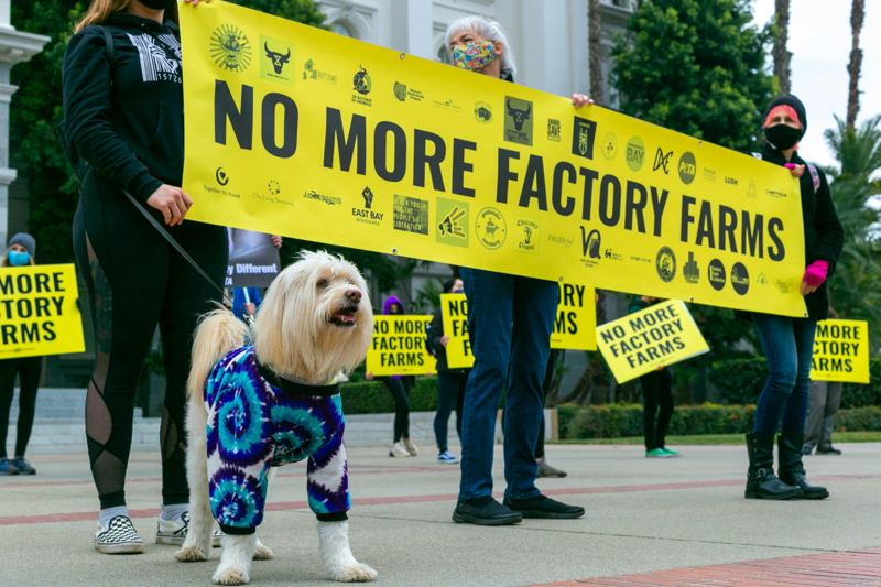 Campaigners holding a No More Factory Farms banner